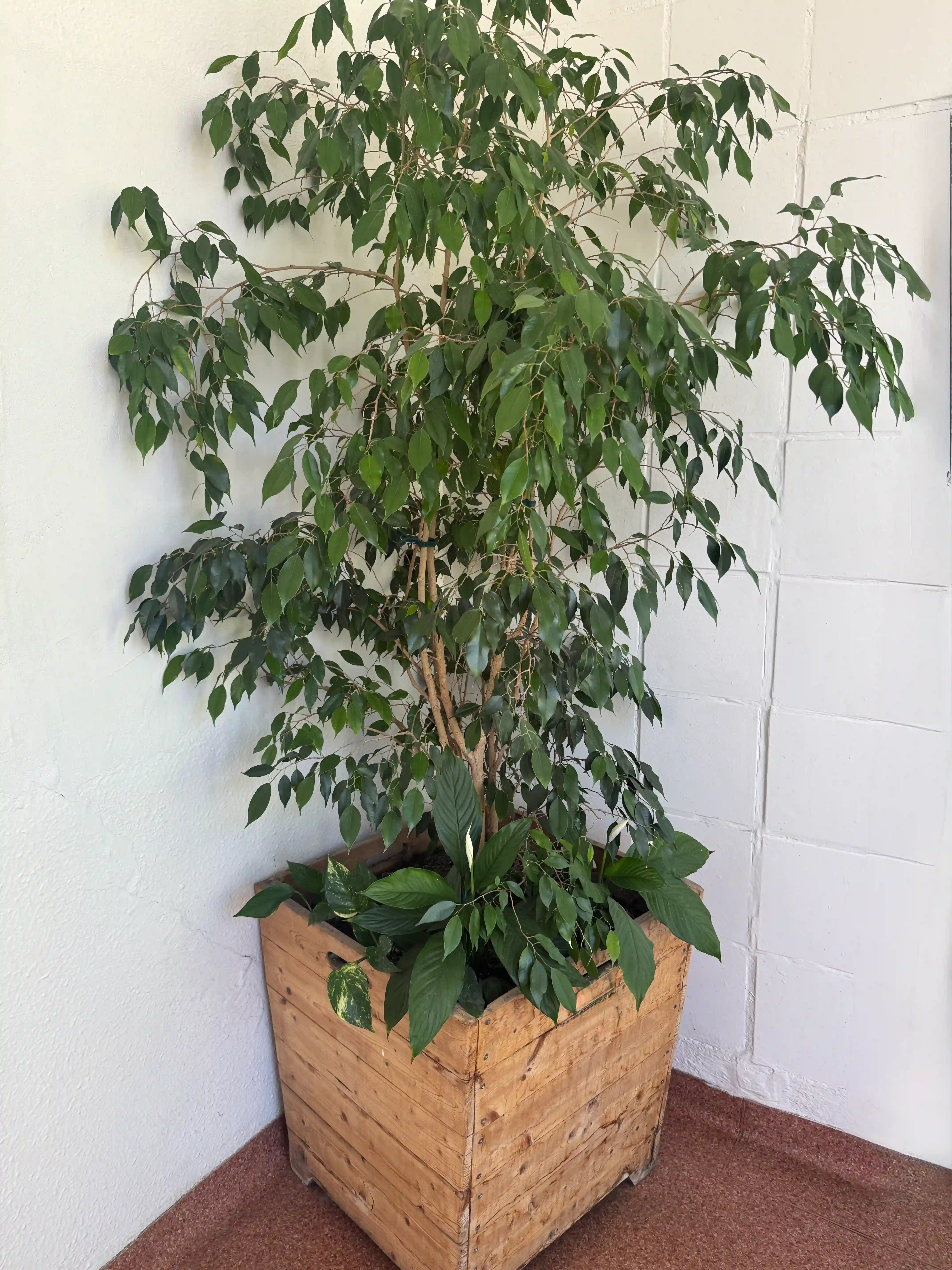 ficus_benjamina